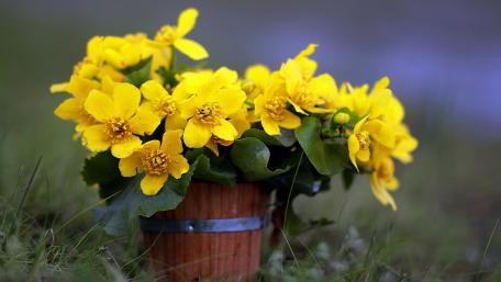 Vibrant Yellow Flowers in a Wooden Pot wallpaper