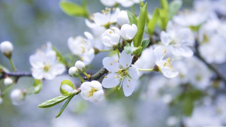 Elegant White Blossoms in Springtime Light wallpaper