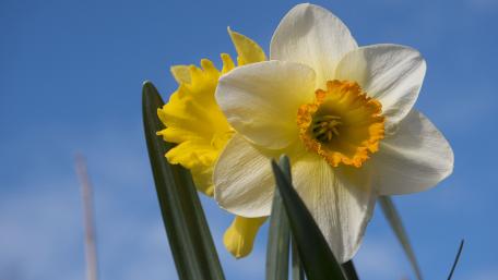 Bright Daffodils in Springtime Glory wallpaper
