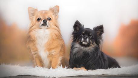 Chihuahuas wallpaper