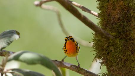 Vibrant Little Bird Perched on a Twig wallpaper