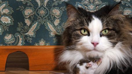 Cat with a mouse wallpaper