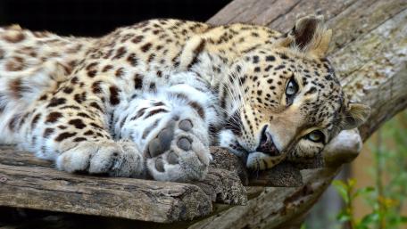 African Leopard's Graceful Pause wallpaper
