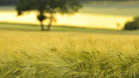 Golden Barley Field at Sunset wallpaper