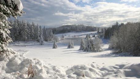 Winter Wonderland in a Snowy Landscape wallpaper