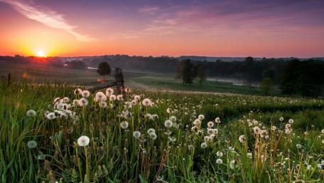 Whispers of Dandelions at Sunset wallpaper