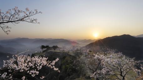 Blossoms Greet the Dawn in Springtime Landscape wallpaper