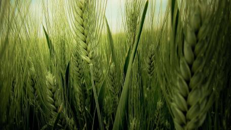 Lush Green Barley Field Awaits Your Eyes wallpaper
