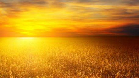 Golden Horizon at Sunset wallpaper