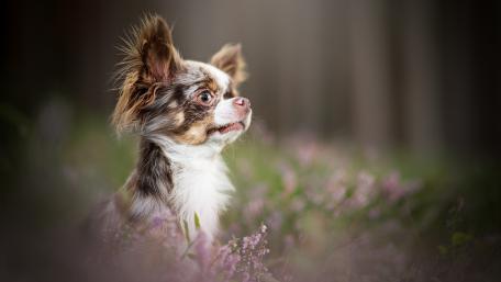 Chihuahua wallpaper