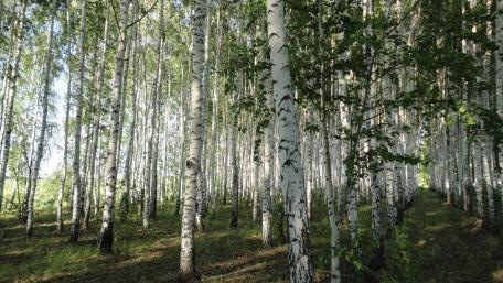Birch Trees in Serene Forest Scene wallpaper