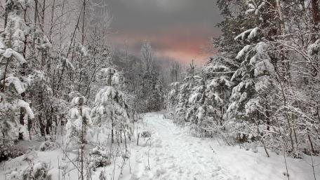 Serene Snowy Pathway Through Winter Woods wallpaper