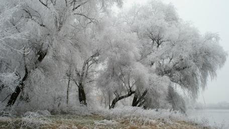 Winter Wonderland Embraced by Frosted Elegance wallpaper