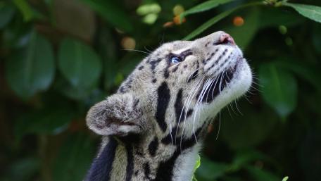 Majestic Leopard Gazing Upward wallpaper