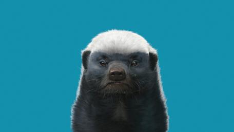 Honey badger wallpaper