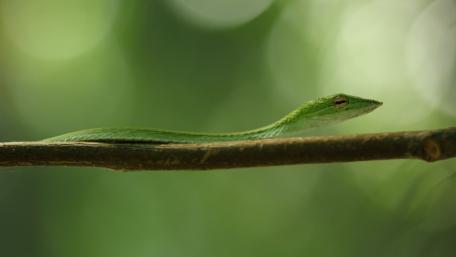 Elegant Green Snake on a Twig in Nature's Embrace wallpaper