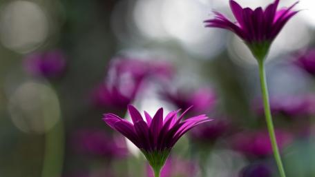 Enchanting Purple Blossoms wallpaper