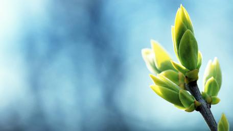 Fresh Buds of Spring Awakening Nature's Beauty wallpaper
