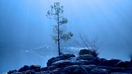 Serenity of a Solitary Tree by the Lake wallpaper