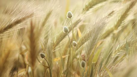 Gentle Barley Fields in Soft Light wallpaper