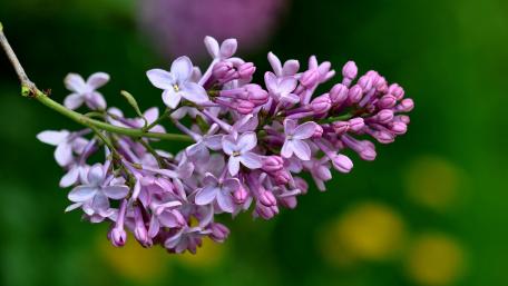 Delicate Lilac Blossoms in Bloom wallpaper
