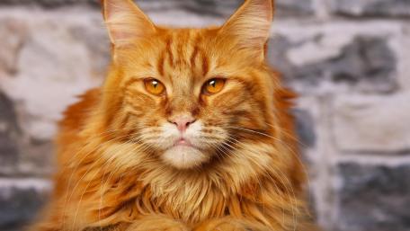 Majestic Red Cat Portrait wallpaper
