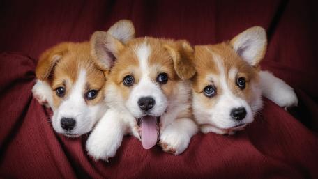 Three Corgi Puppies on a Cozy Blanket wallpaper