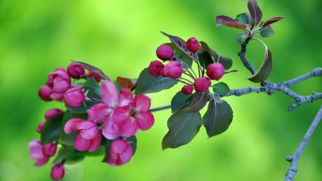 Vibrant Spring Blossoms in Bloom wallpaper