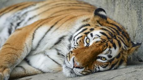Majestic Tiger Portraits for Your Screen wallpaper