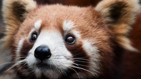 Adorable Red Panda Close-Up wallpaper