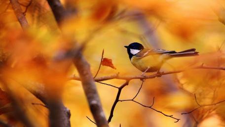 Autumn Serenity with a Great Tit wallpaper