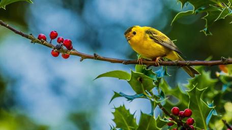 Charming Yellow Bird on a Berries Branch wallpaper