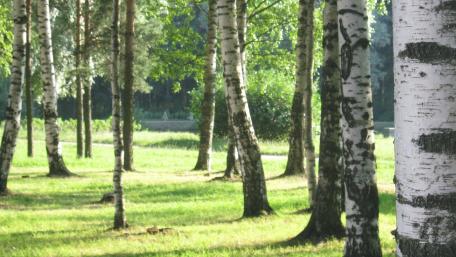 Serene Birch Forest in Tranquil Light wallpaper