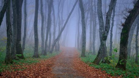 Mysterious Forest Path in Foggy Serenity wallpaper
