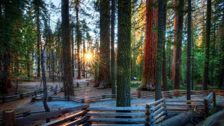 Serene Path Through a Sunlit Forest Trail wallpaper