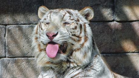 Majestic White Tiger in Sunlight wallpaper