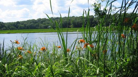 Tranquil Waters and Vibrant Blooms in Nature's Embrace wallpaper