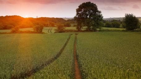Serene Sunset Over a Tranquil Field wallpaper