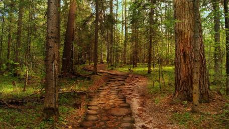 Serene Forest Pathway Through Nature's Embrace wallpaper