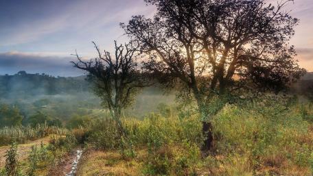 Tranquil Sunrise Among the Trees wallpaper