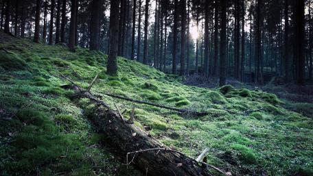 Lush Forest Serenity wallpaper