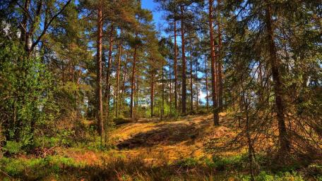 Serene Forest Landscape in Full Bloom wallpaper