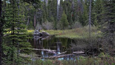 Serene Forest Reflection in Still Water wallpaper