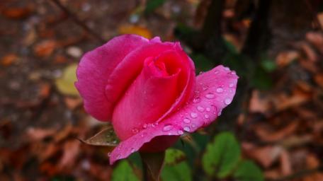 Elegant Pink Rose with Dew Drops wallpaper