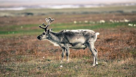Graceful Caribou in Tundra Landscape wallpaper