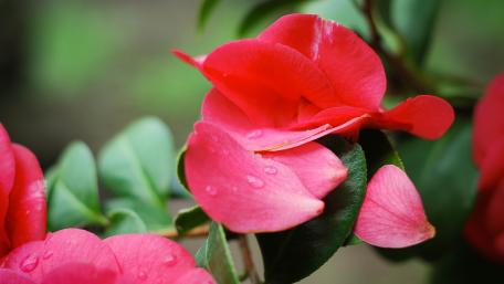 Red petals wallpaper