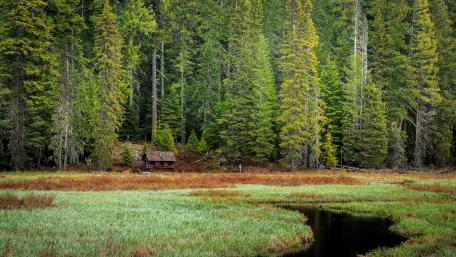 Serene Cottage Amidst Lush Pines wallpaper