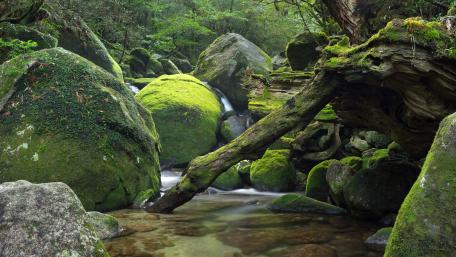 Mossy Stones by a Tranquil Creek wallpaper