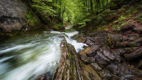Serene Forest River Landscape in 4K Quality wallpaper