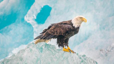 Bald eagle standing in ice wallpaper
